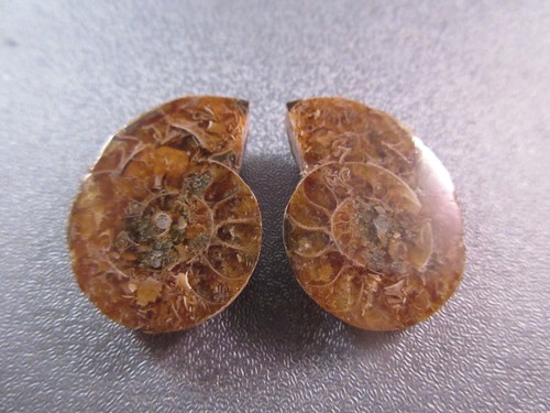 Pair madagascar ammonite - madagascar,