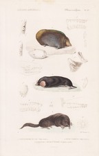 Talpa Maulwurf Mole Souris