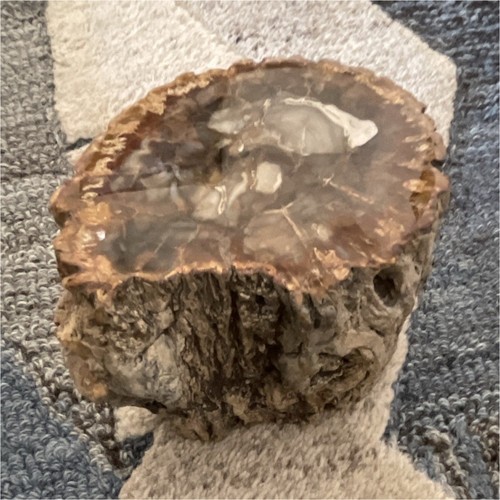 Bois pétrifié tranche marron