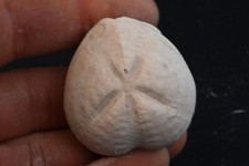 Oursin fossile Micraster