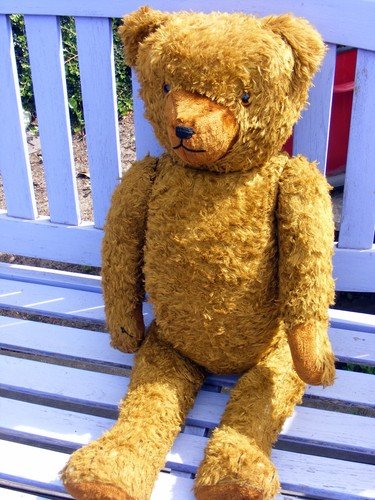 Jules césar ours allemand - césar, né