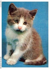 ASVP14-1090-CHAT - Munchkin