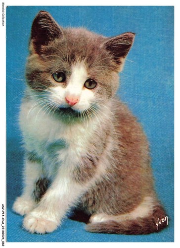 Asvp14 1090 chat munchkin - -,