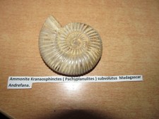 AMMONITE KRANAOSPHINCTES ( PACHYPLANULITES ) SUBVOLUTUS MADAGASCAR ANDREFANA.