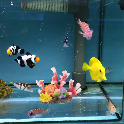 Décoration aquarium poisson - ,