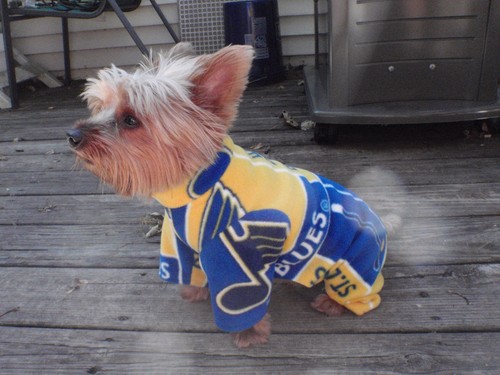 Louis blues fleece dog - st.,