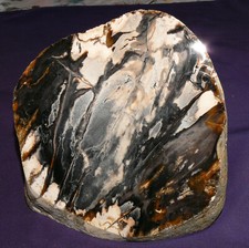 Bois Pétrifié Myrte, Bandon