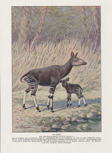 Okapi avec petit jungtier - petit,