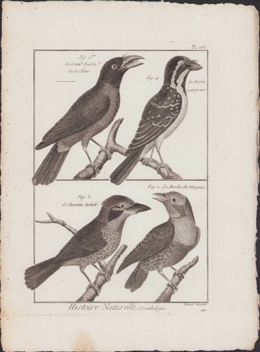 1790 buffon bonnaterre - ✒,