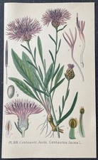 Botanique Centaurée Jacée