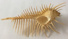 NEW MURICIDAE MUREX PECTEN 13 CM