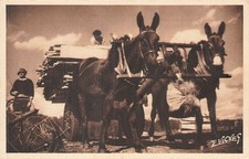 CP PAYSAGES LANDAIS MULES LANDAISES LE MULETIER - 67856