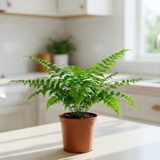 Dwarf Tree Fern in 4"Pot
