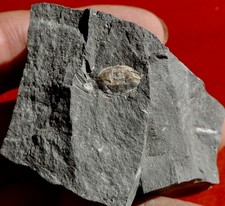 CRABE FOSSILE ÉOCÈNE