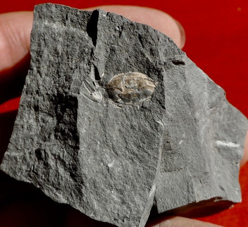 Crabe fossile éocène - crabe,