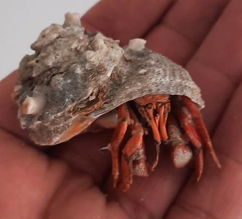 Curiosité coquillage - curiosité,