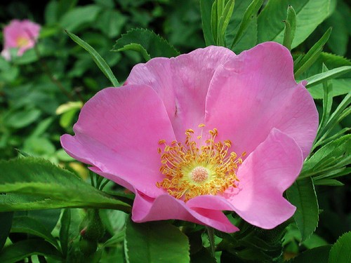 Graines rosier des - 20,