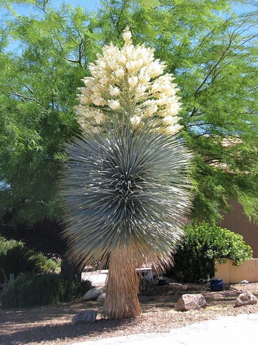 Graines yucca rigida - 20,
