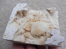 Fossile Crabe (3.7 CM) Potamon