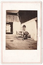 Vaches buvant à l'abreuvoir La France Photographique Photo cabinet G.C. Paris