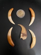 Véritable des dents et des