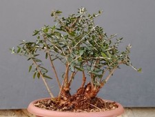 Bonsaï olivastro 13 - 13, cm