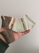 328. Ébauches en corne de