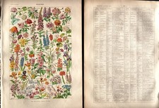 2 Planches couleur originale