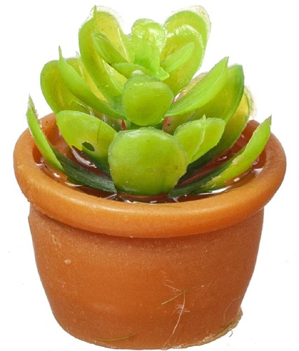 Maison poupées succulente - de,