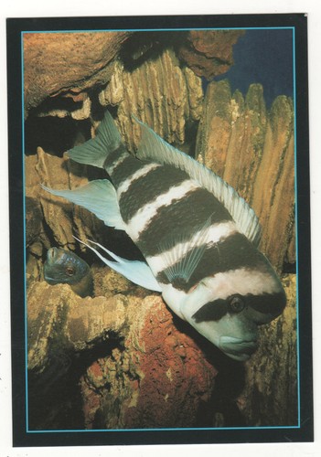 Carte postale poisson - carte,