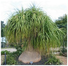 10 graines Nolina longifolia, Beaucarnea longifolia , mangeur,seed succulents F