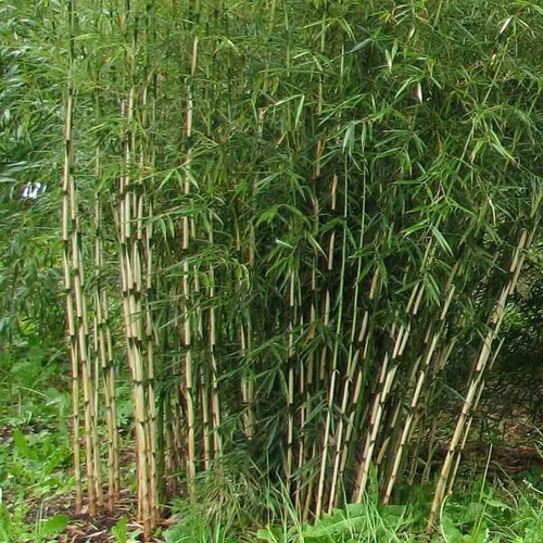Fargesia robusta formidable - fargesia, 'formidable'
