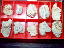 FOSSILE. ALECTRYONIA FRONS