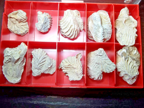 Fossile alectryonia frons - fossile.,