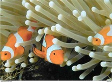 Animaux - Poissons - Poisson clown - Clownfisch - CPM - Voir Scans Recto-Verso