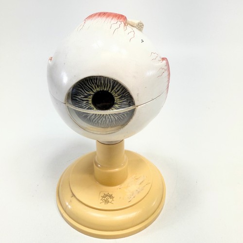 Somso anatomical model - somso,