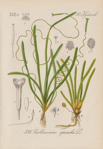 Vis eau vallisneria - vis, (vallisneria