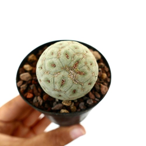 Tephrocactus geometricus one - tephrocactus,