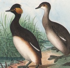 1860 Lithographie aquarellée