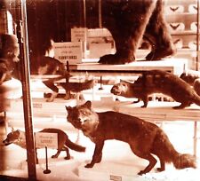 Renard Animal empaillé Zoologie c1920 Photo Stereo Vintage Plaque V35L21n1