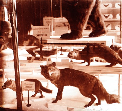 Renard animal empaillé - animal,