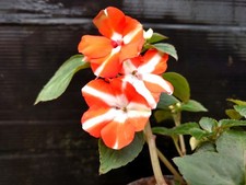 IMPATIENS  GOUTTE DE SANG