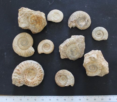 Ammonites fossiles toarcien - ammonites,