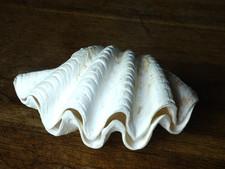 COQUILLAGE BENITIER BIVALVE  1.435 KG très bon état