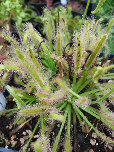 Plante carnivore drosera - carnivore,