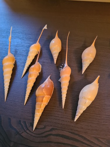 Coquillage tibia martini - coquillage, sea