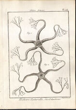 1791 Gravure originale Histoire naturelle étoiles de mer Astéries L'encyclopédie
