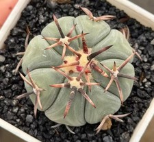 Rare Cacti Echinocactus