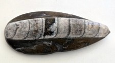 Fossile Orthoceras Poli - Ancien céphalopode marin - Ere du Paléozoïque Dévonien