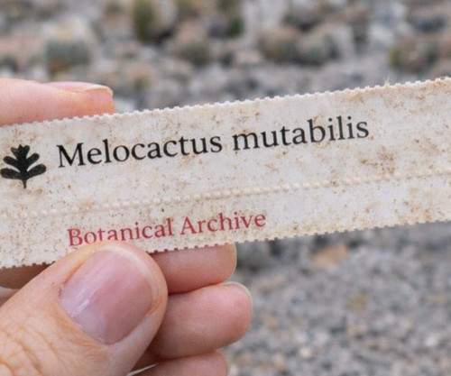 Melocactus mutabilis seeds - seeds,